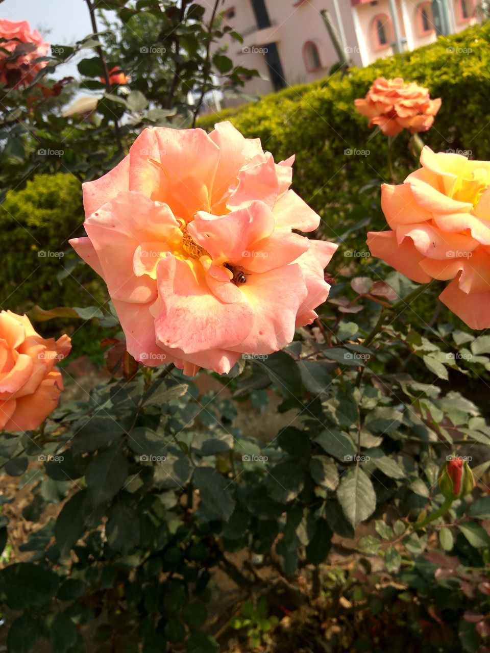 Flowers rose pink