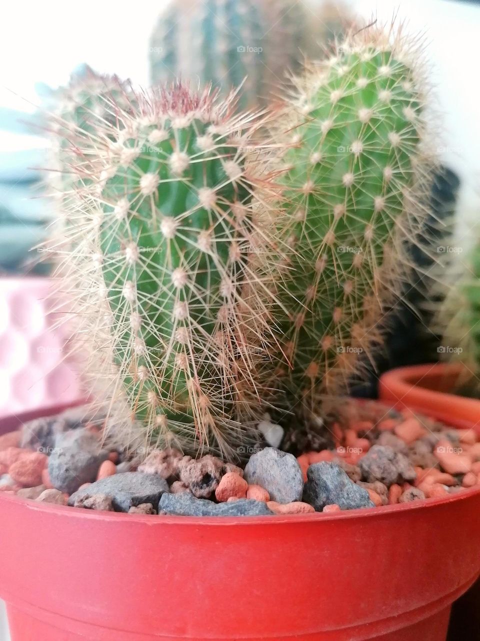 Cactus