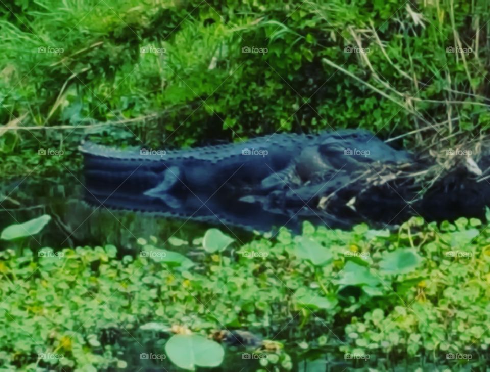 Alligator in natural environment