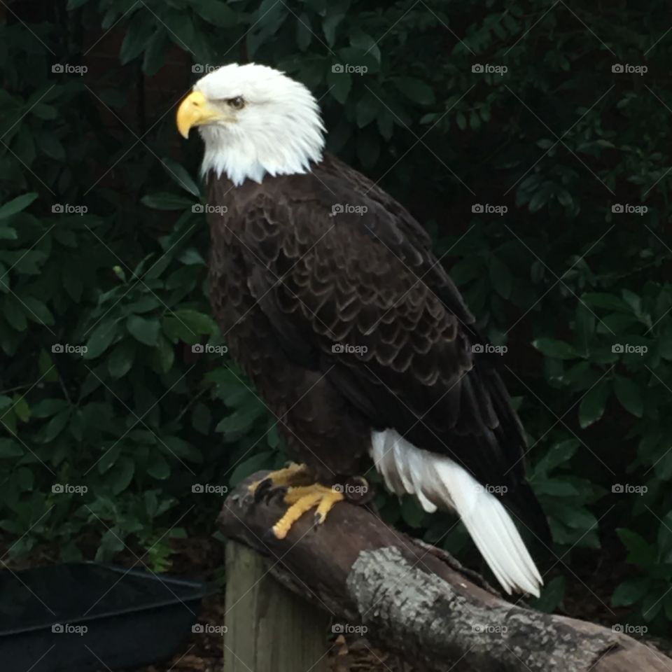 Raptor, Eagle, Bald Eagle, Bird, Bald