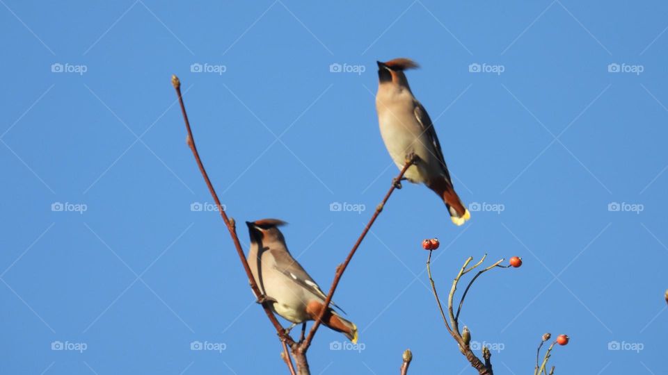 A group of waxwings in a tree