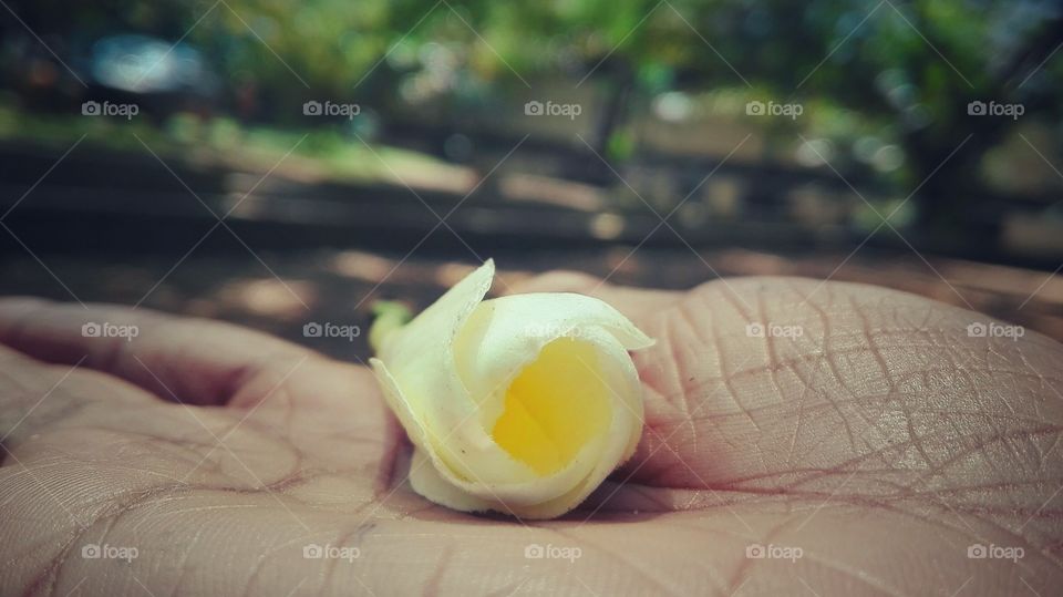 Temple tree flower bud on a hand of a girl