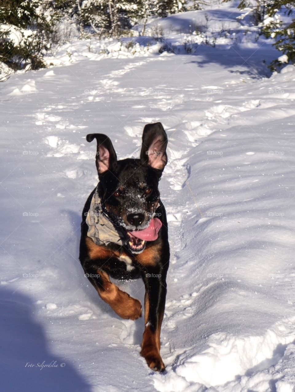 Happy dog