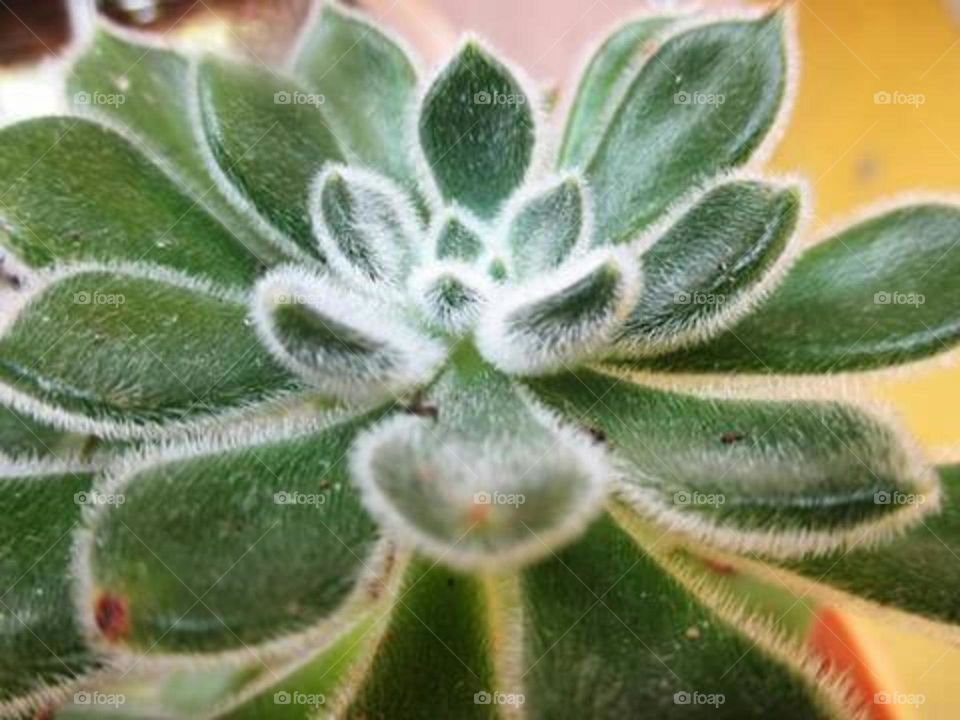 Doris Taylor Echeveria