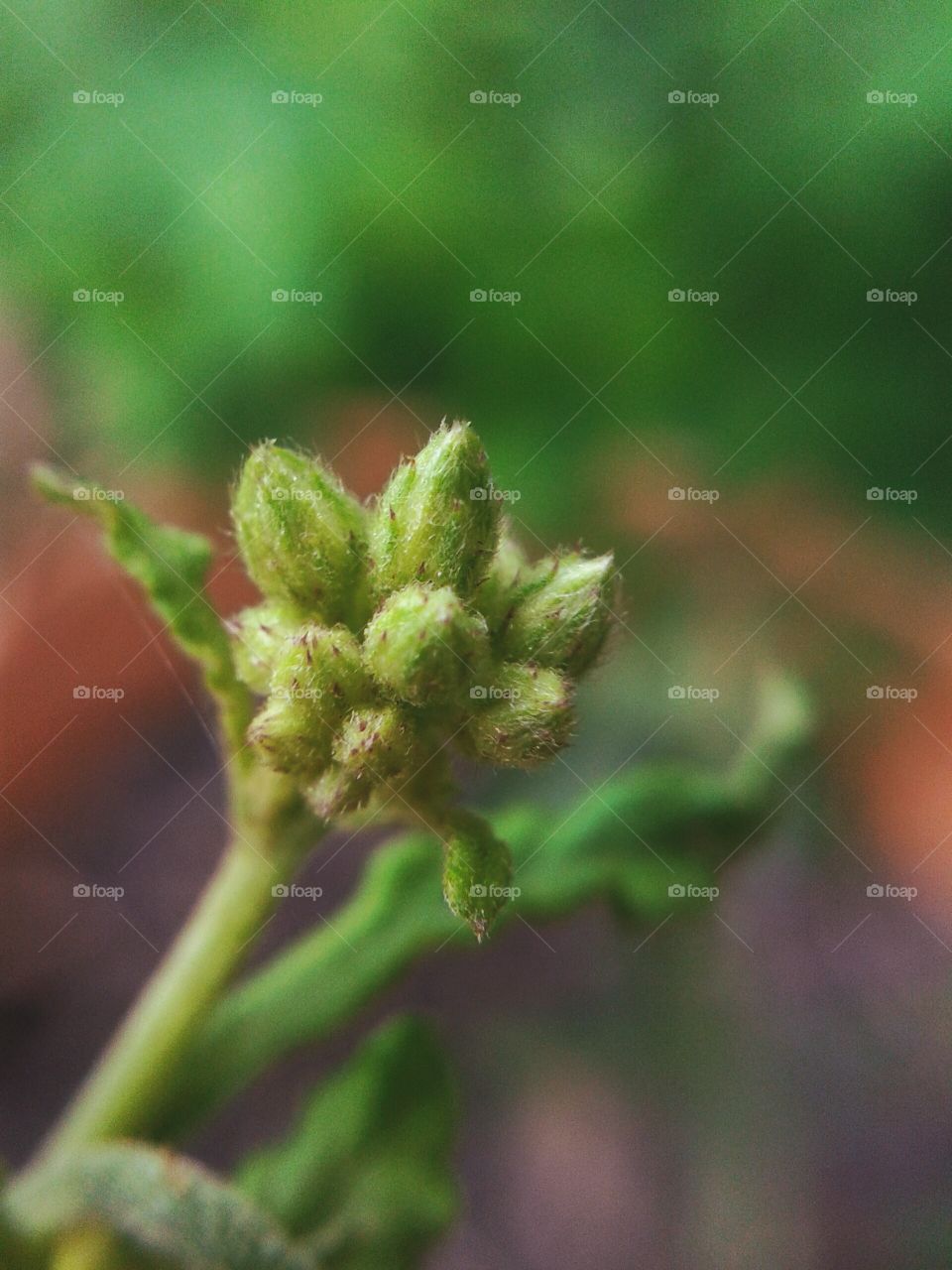 bud ironweed flower. bud ironweed flower in garden