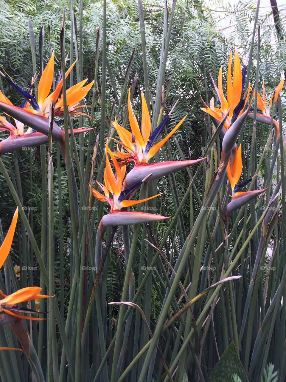 Bird of Paradise Flower