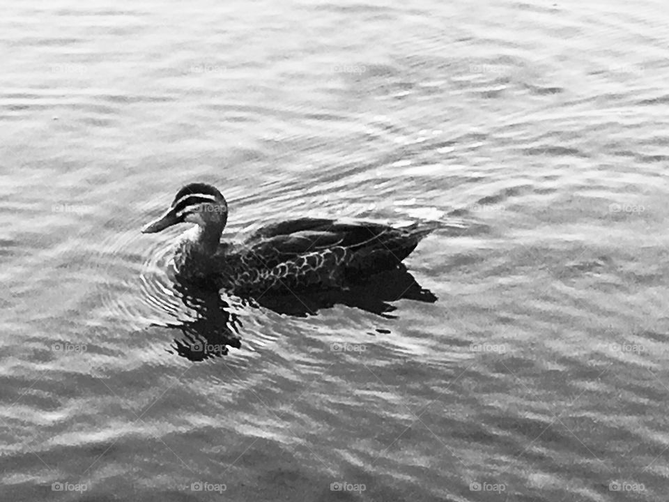 A duck on the water. ( monochrome image)