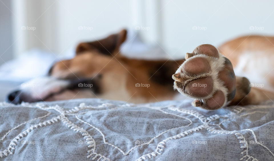 Sleeping sweet puppy