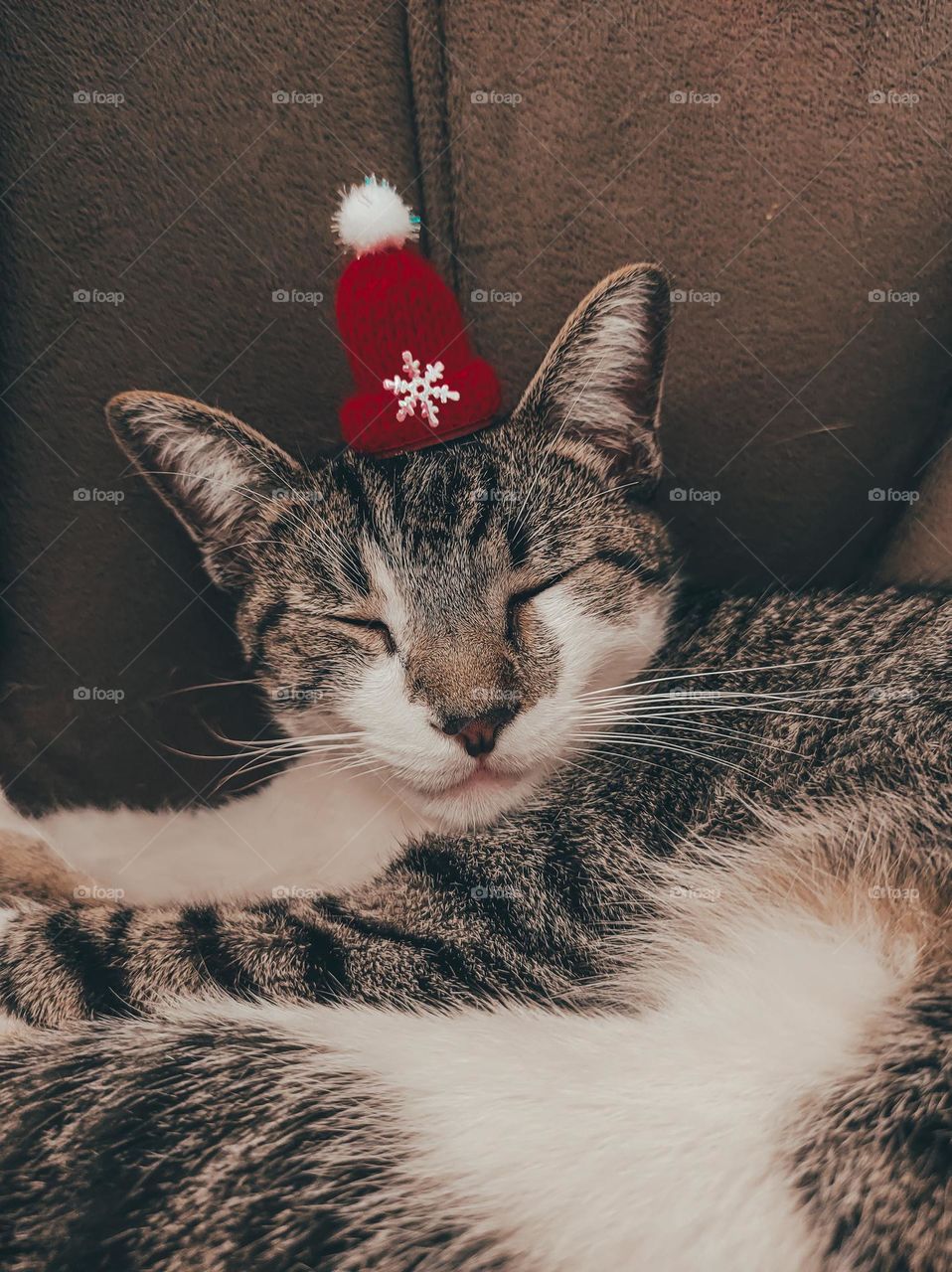 miau noel