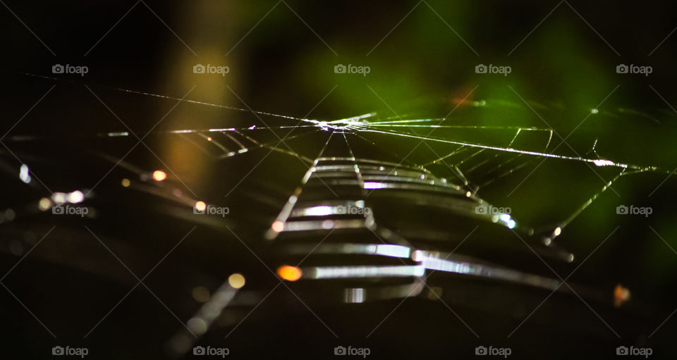 spider web