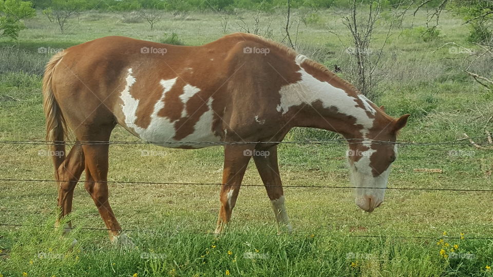 painted pony