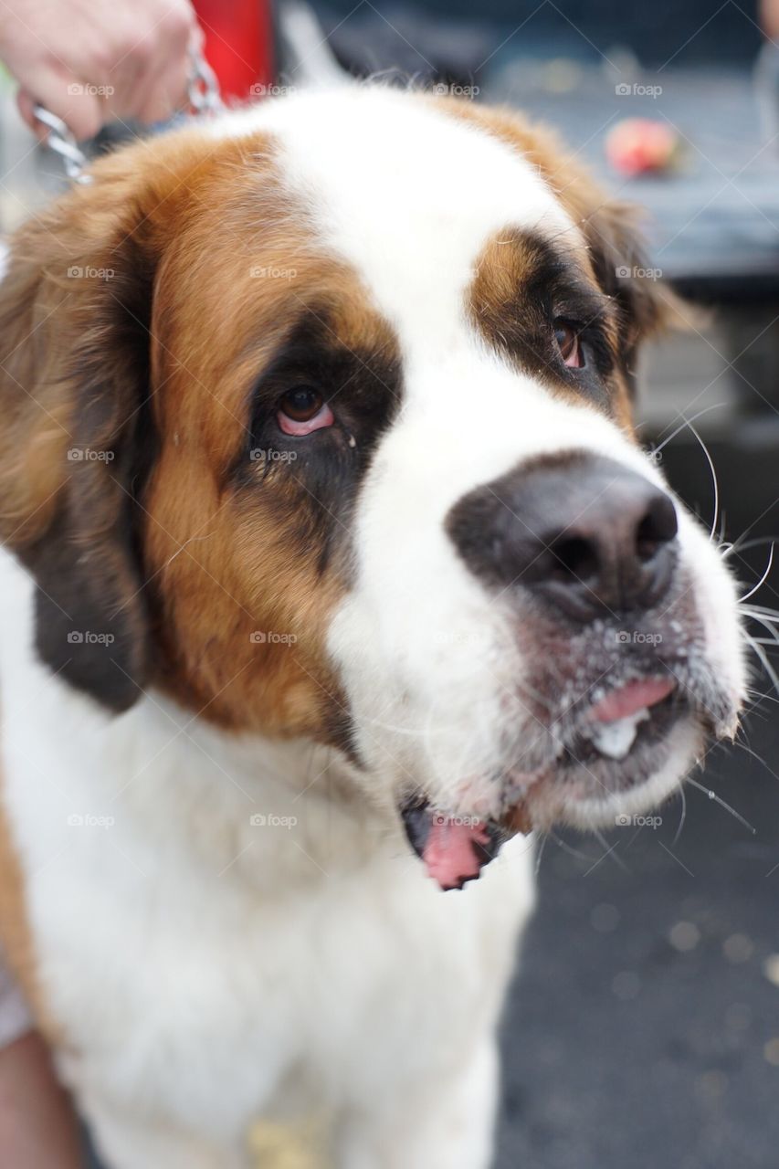 St. Bernard dog