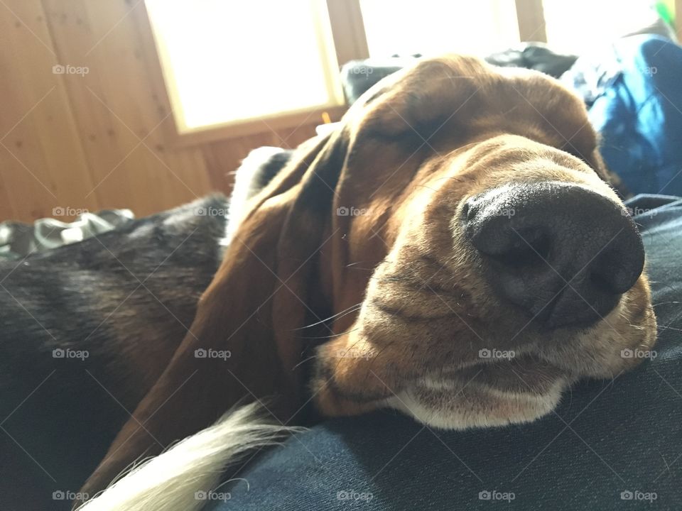 Bassett hound napping 