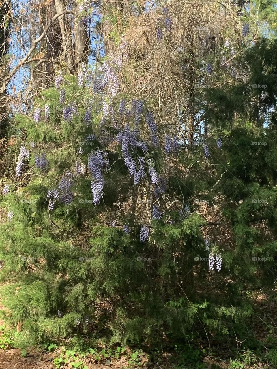 Wisteria 