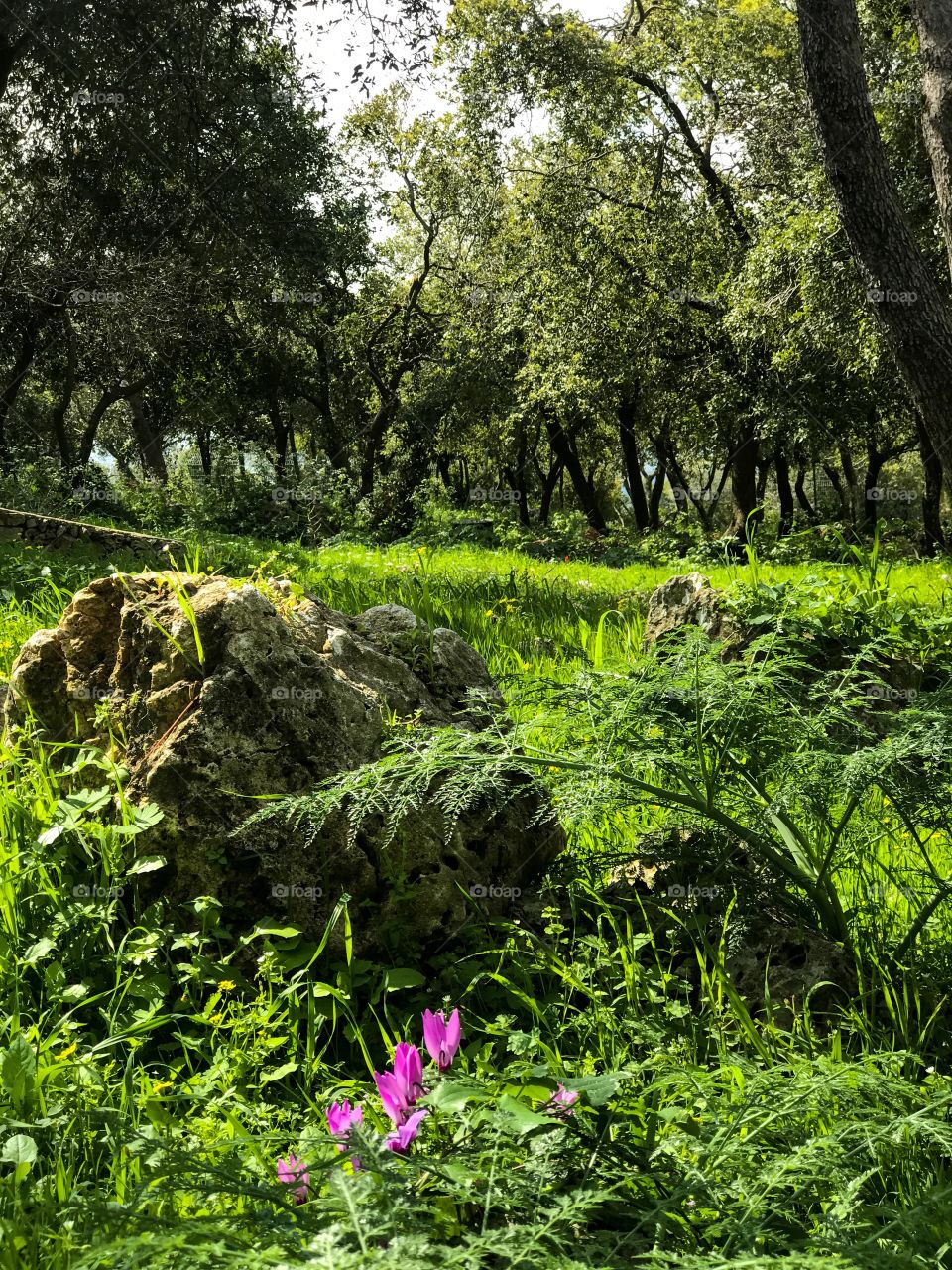 Nature - Wild Flowers 