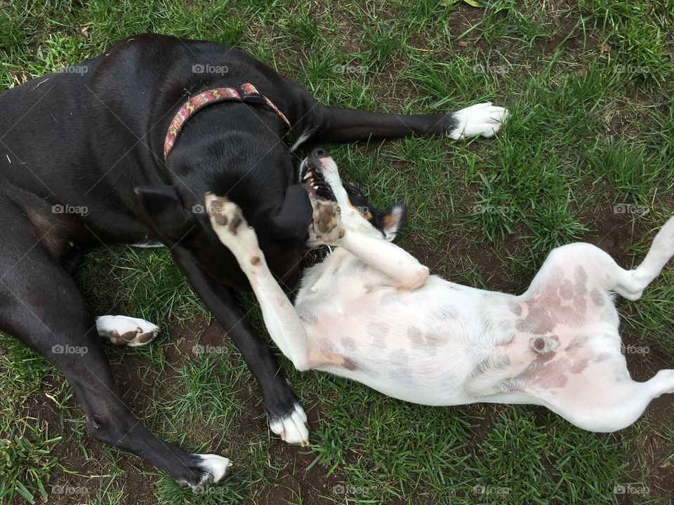 High angle view of two cute dog friends rolling around together playing in grass with paws up in the air conceptual summertime fun pet photography