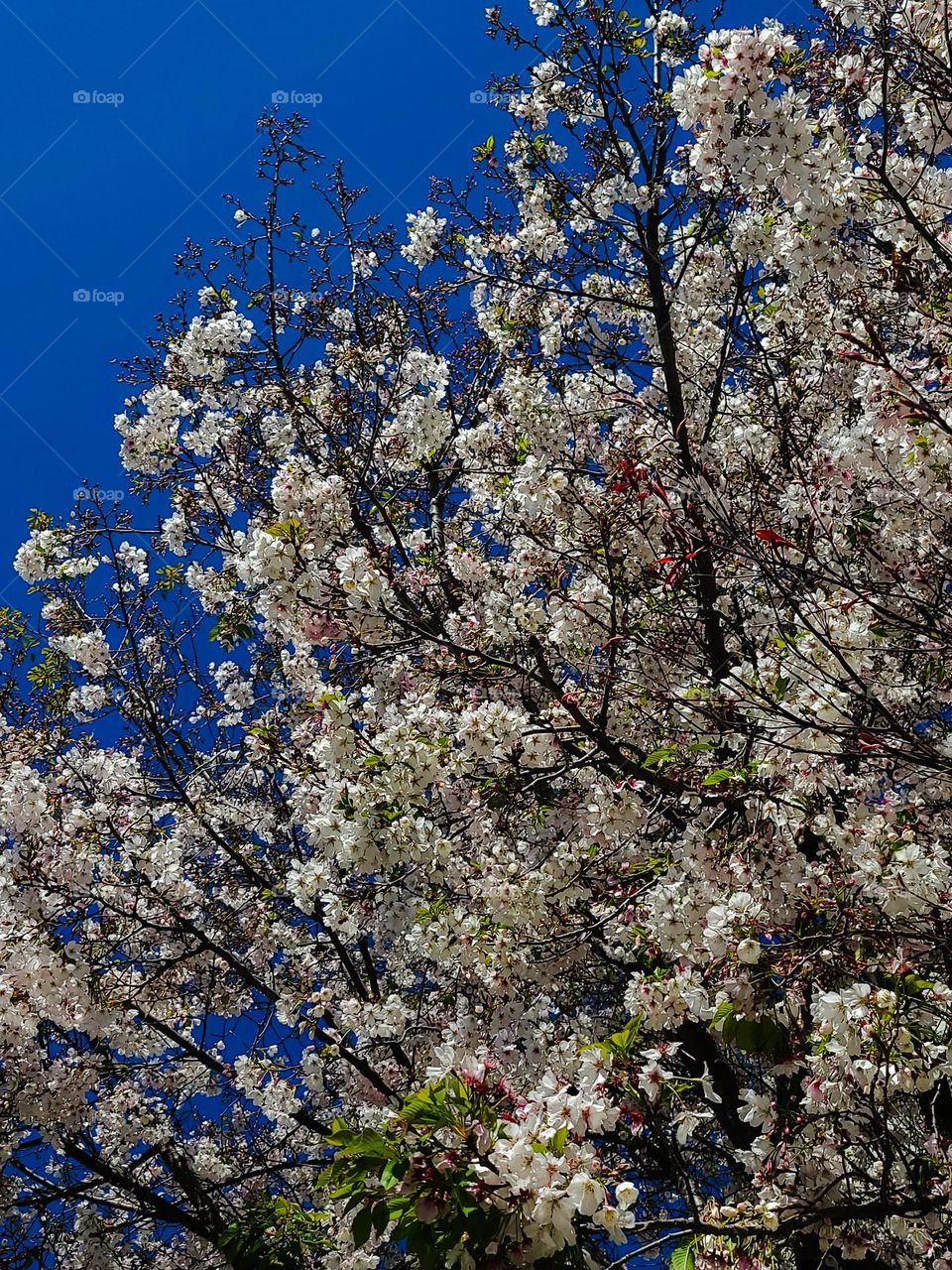 Looking up through the cherry blossoms tree, enjoying a true sign of spring, with the crystal clear blue sky above 