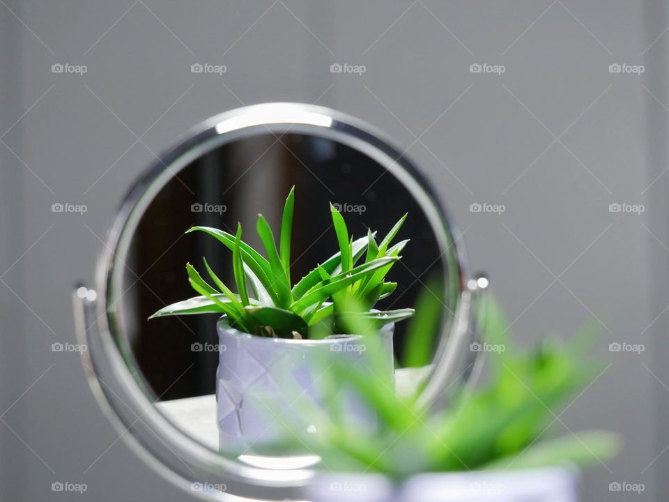 Plant in the mirror