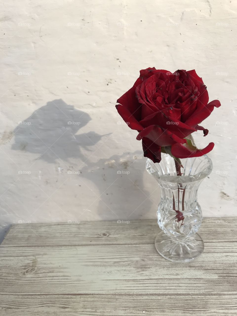 One romantic dark red rose.