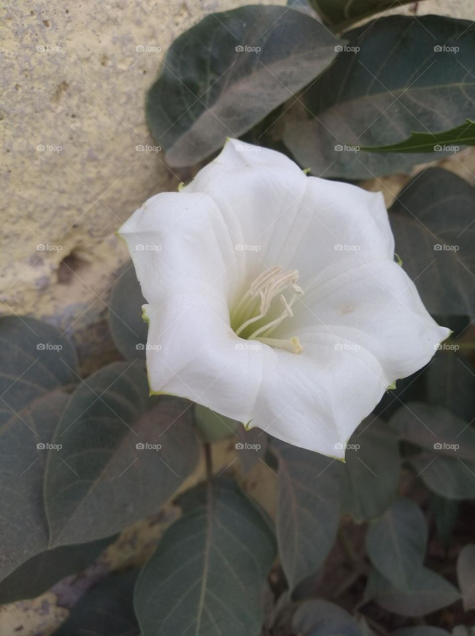 the Datura Flower white in colour looks very beautiful generally found everywhere fresh seasonal very poisonous species