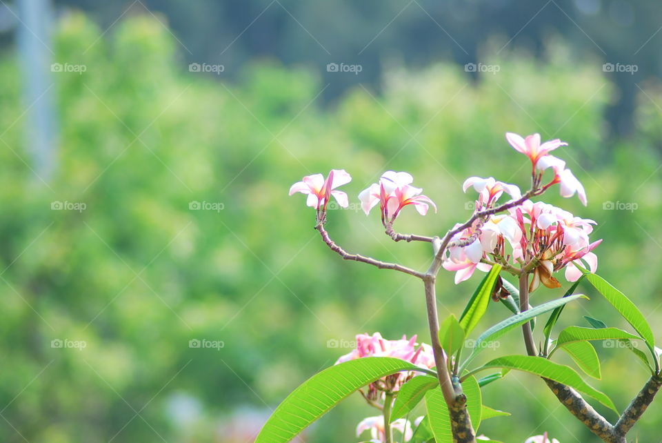 flower in summer. bokeh