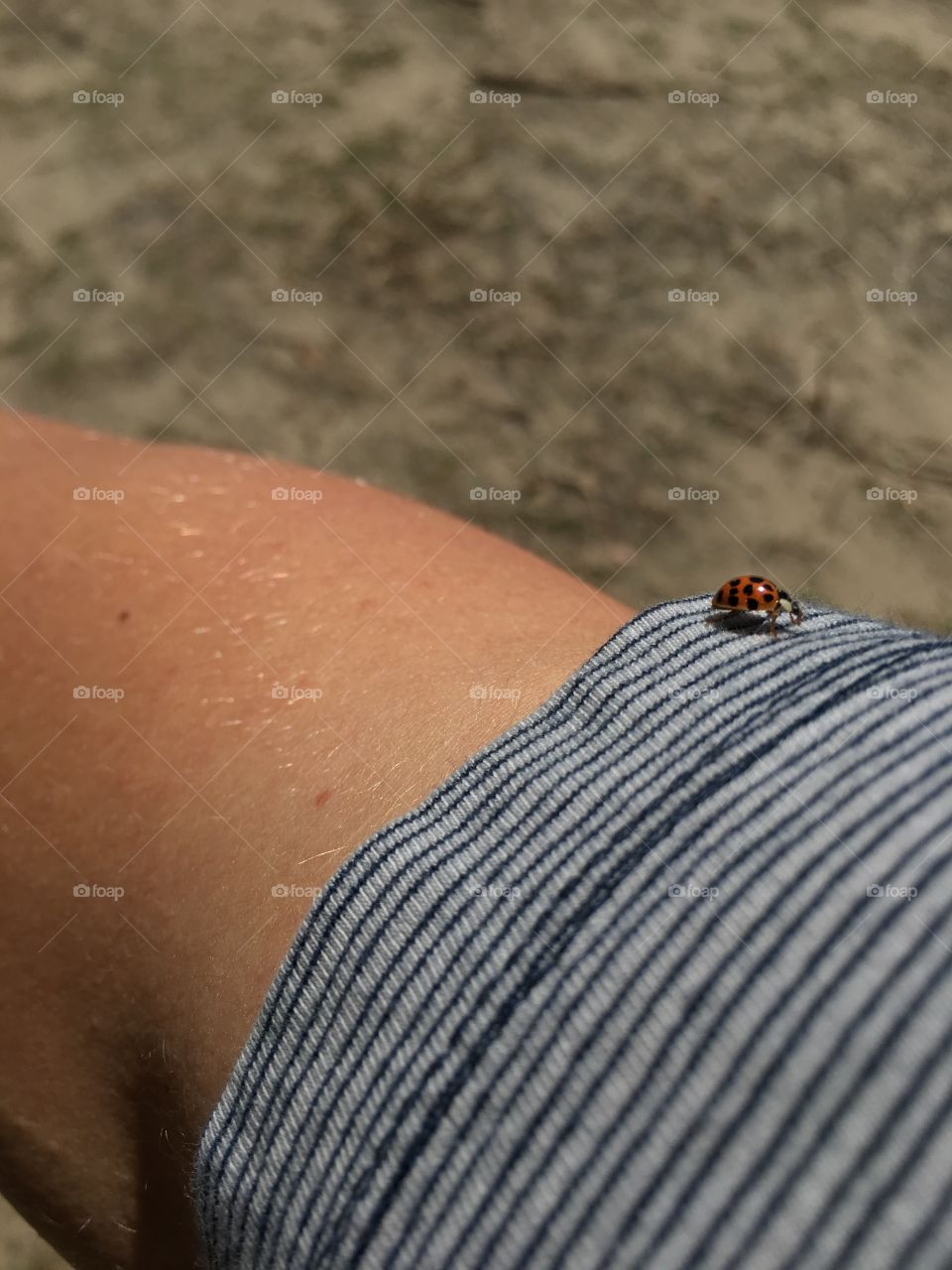 Ladybug. Lucky bug. 
