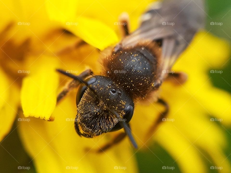 macro photo of honey bee covered with dandelion pollen for honey