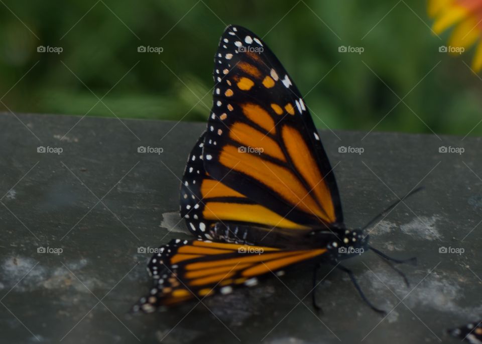 Save the monarchs 