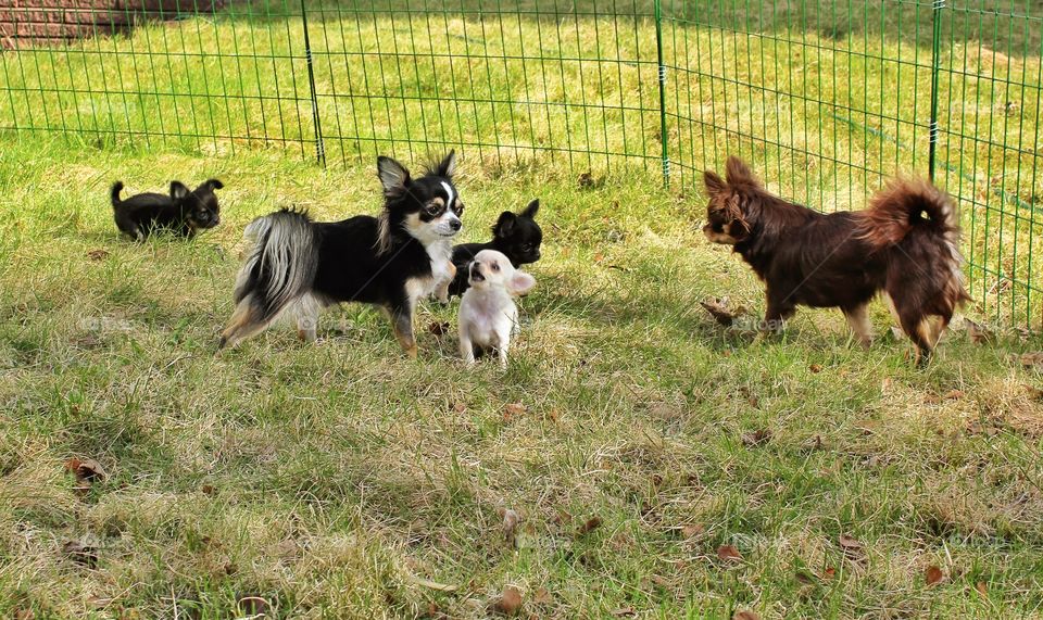 Small Hopes Kennel in north Norway, Narvik. Chihuahuas longhair. 