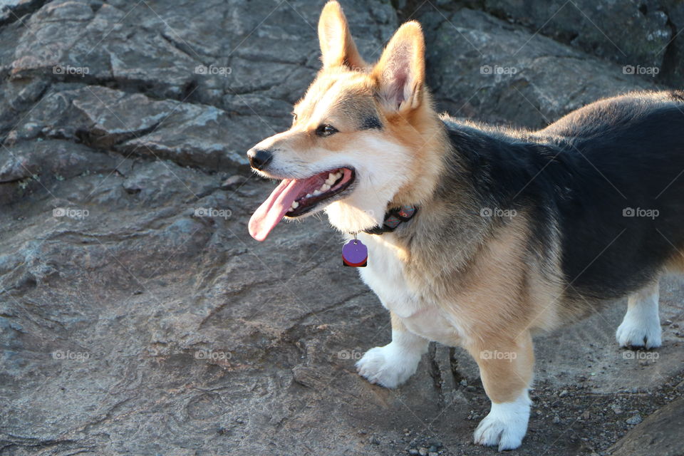 Happy dog smiling 