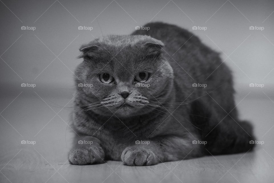 Scottish fold cat looking straight