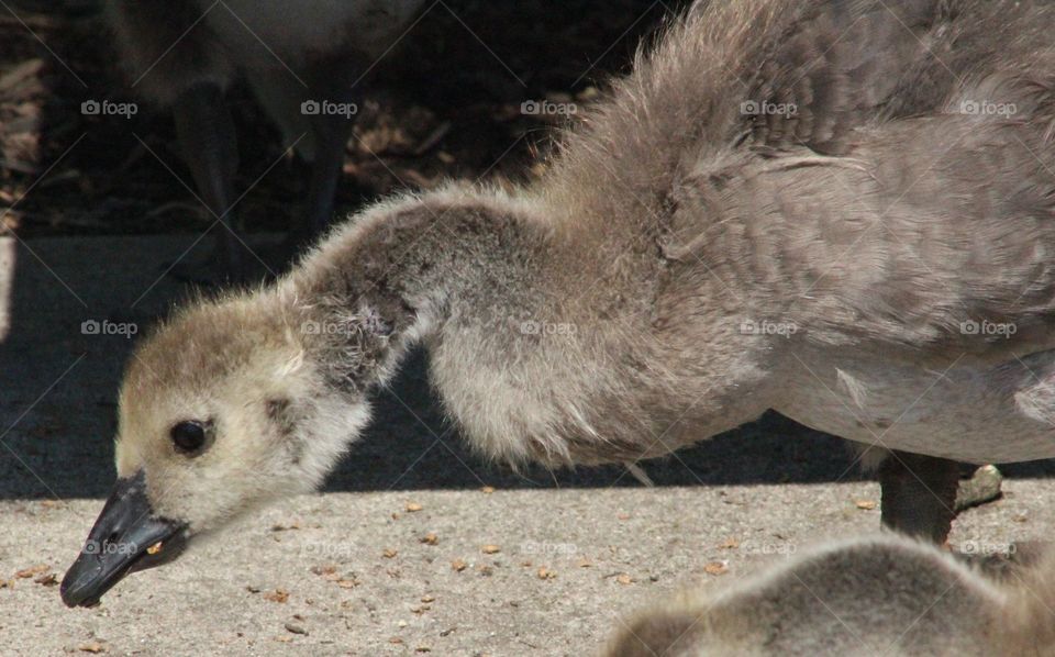 Closeup of gosling (Canada goose) on the hunt for nourishment on June day 