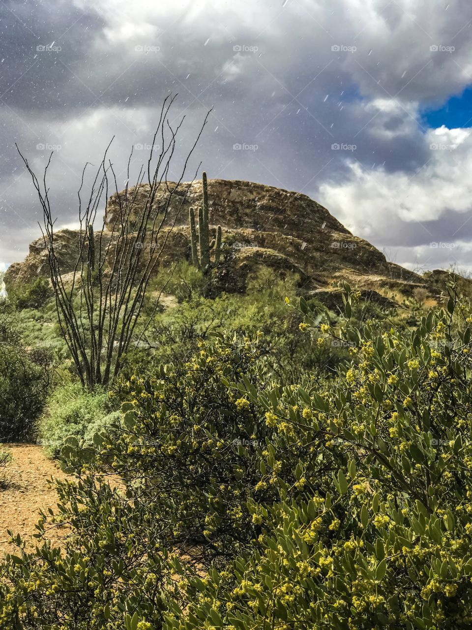 Desert Landscape - Rain Drops