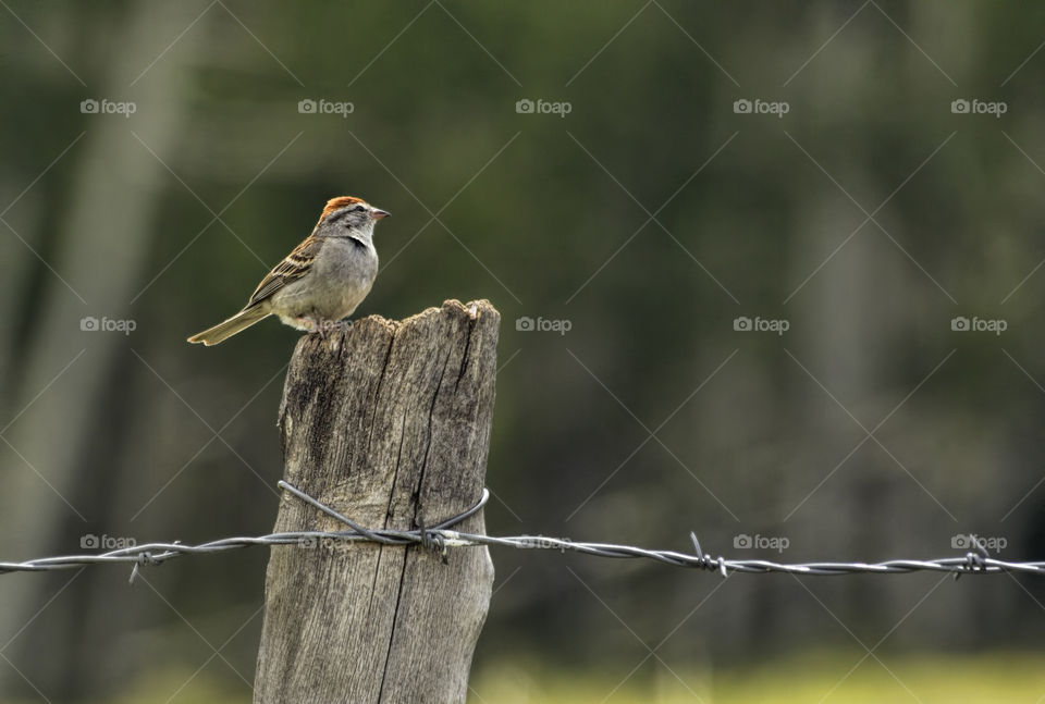 Sparrow on fence post in American west