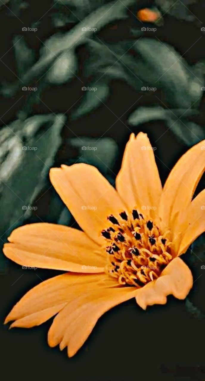 most beautiful and attractive flowers in the garden.