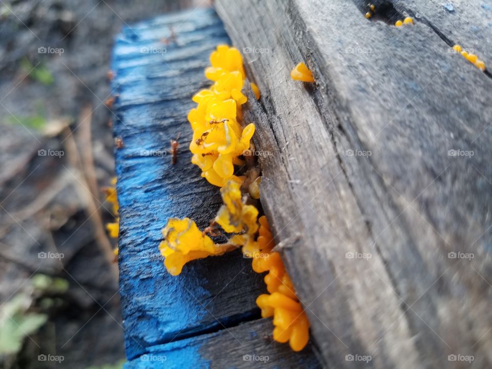 ants crawling on a bright yellow fungus