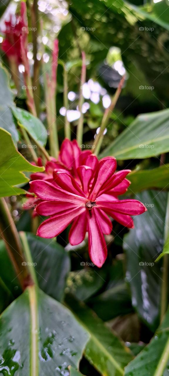 red ginger flower