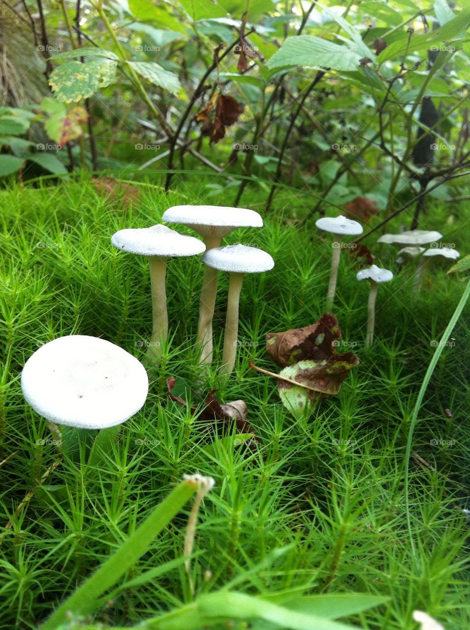 Grey bunch of mushrooms