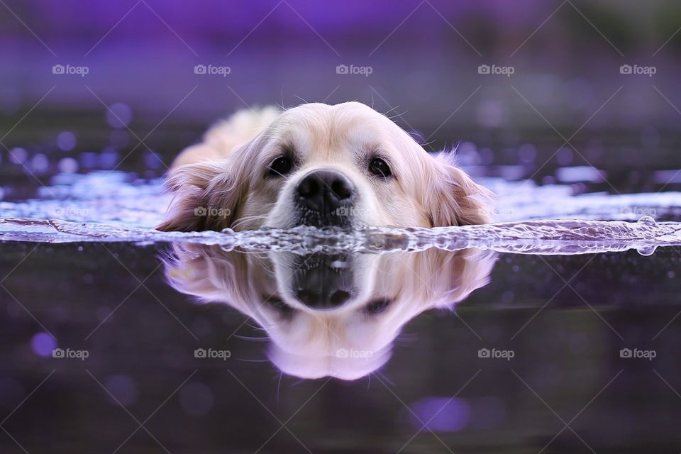 Dog swimming 