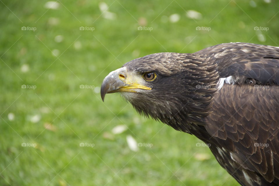 Eagle profile 