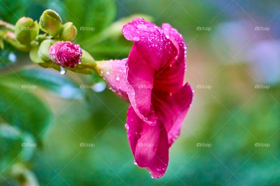 Allamanda  - flower  photography