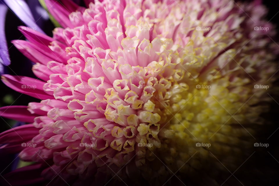 Flower closeup.