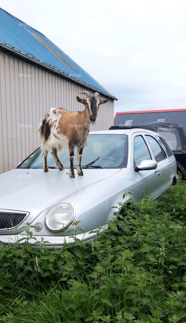 goat on a car