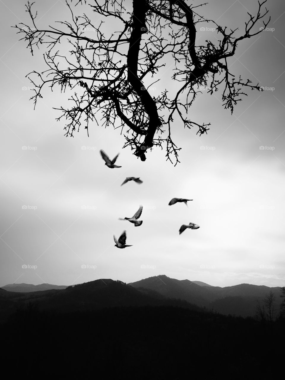 Birds flying away 