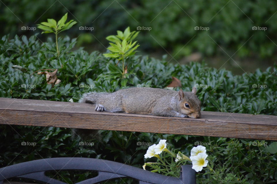 Sprawled Out Sleepy Summertime Squirrel 