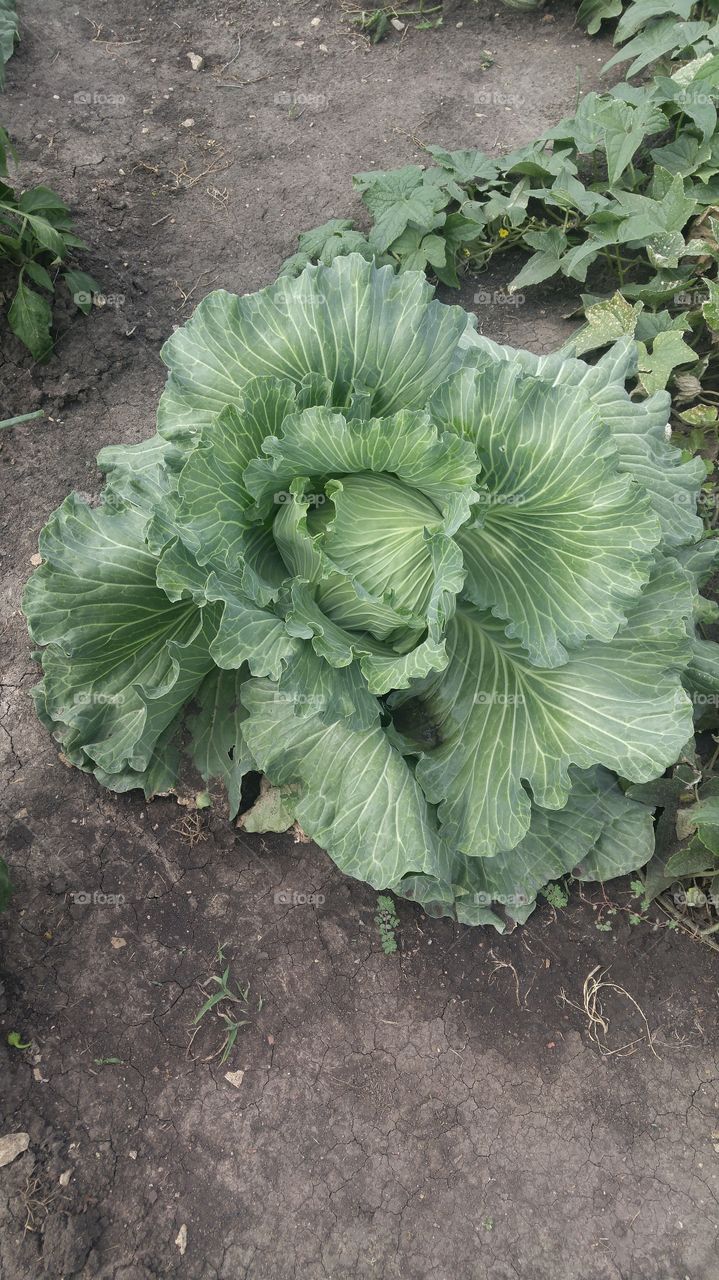 Garden Cabbage