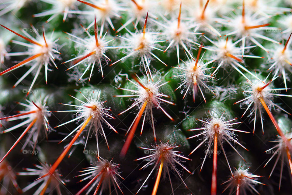 MACRO CACTUS SPINES