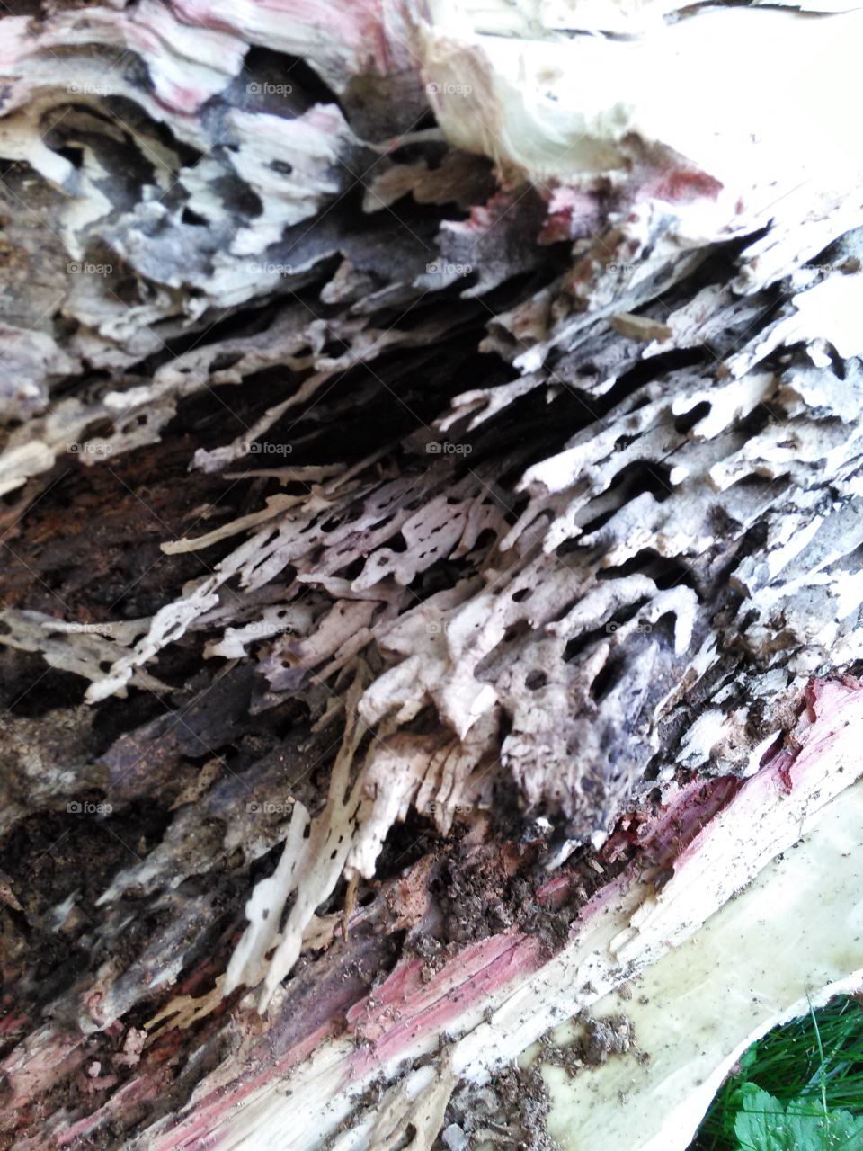 Broken Worm Wood. View of the inside of a fallen tree trunk after being eaten away by worms and other bugs.