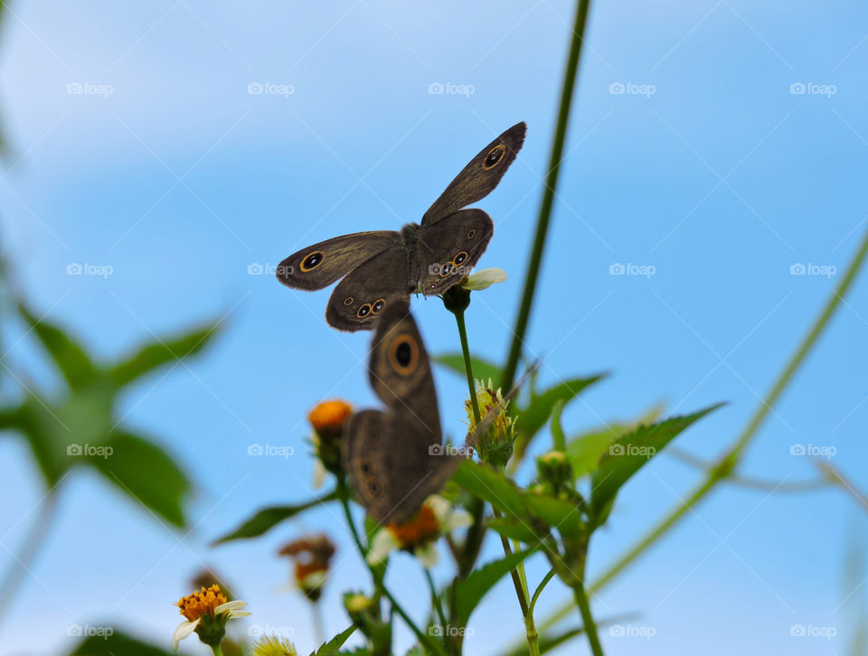 Brown Butterfly