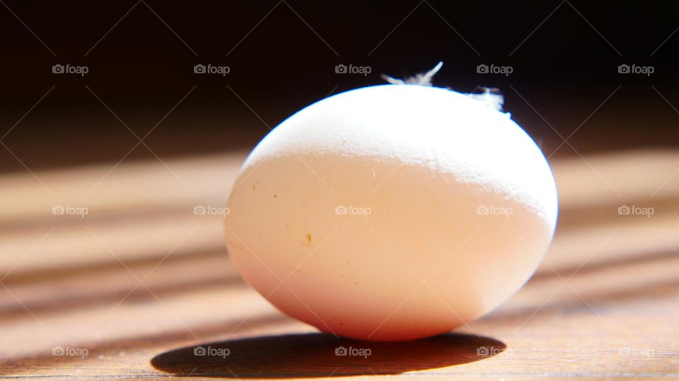 egg and feathers
